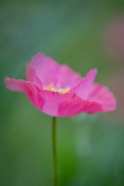 istock Texas spring wildflowers - corn poppies, Flanders poppies 1750318780