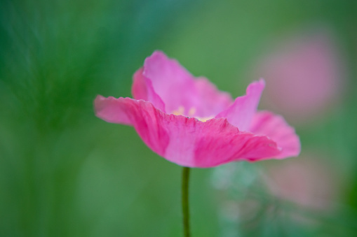 Top view of a poppy bloom in the garden