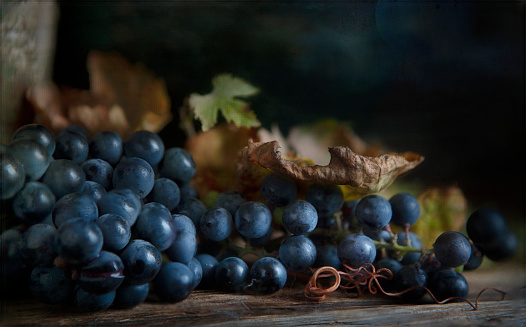 Still life with blue grape raceme in vintage style.