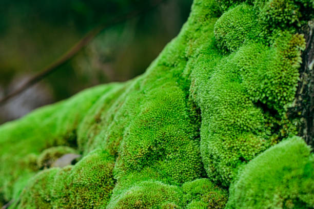 istock Beautiful green moss on the ground stone in forest, moss texture, moss abstract background. 1750322576