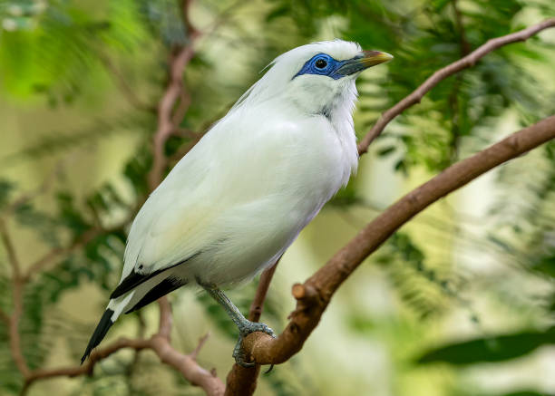 istock Close-up view of a Bali myna (Leucopsar rothschildi) 1750324192