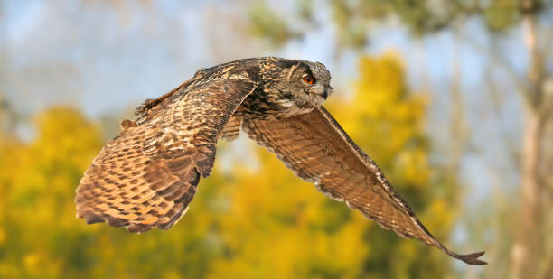 istock Close-up view of a flying Eurasian eagle-owl (Bubo bubo) 1750324205