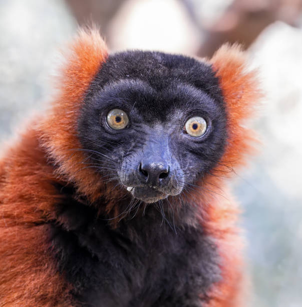 Red ruffed lemur on wooden beam