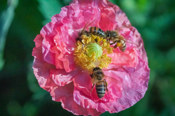 Corn poppy Papaver rhoeas with bee approaching, poppy in the field,