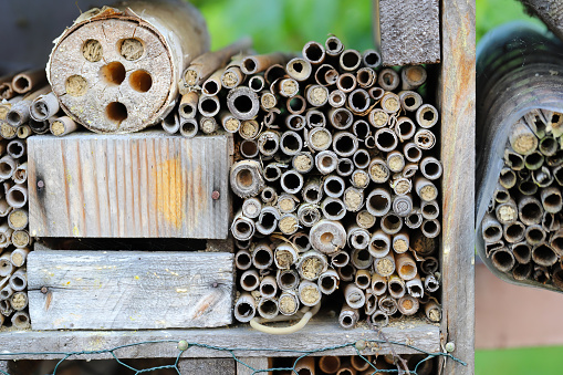 Insect hotel house for wild bees and wasps. Bamboo sticks.