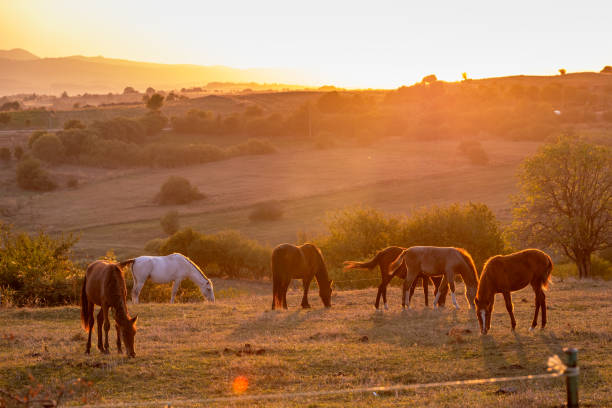 istock Horses walking in the field at sunset. 1750331548