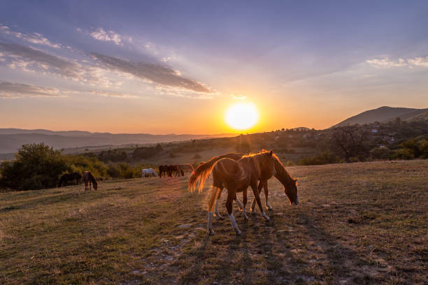 istock Horses walking in the field at sunset. 1750331650