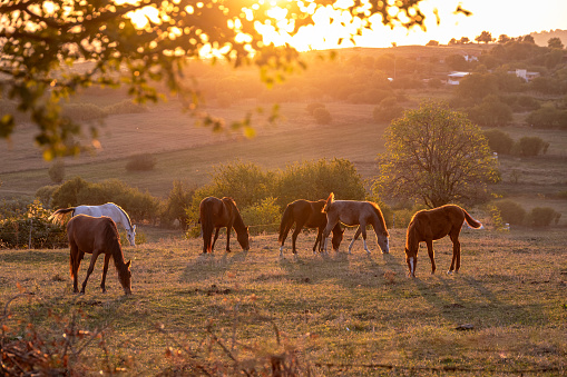 Horses walking in the field at sunset.