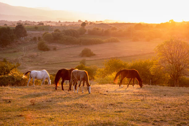 istock Horses walking in the field at sunset. 1750332086