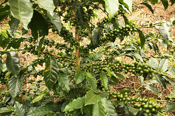 istock Coffee plants to mature 175033955