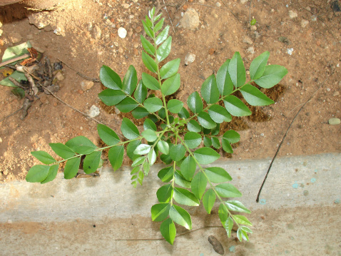 Curry Leaves. Which is used in Indian Cuisines.