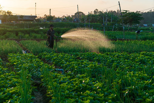 Farmer is watering the vegetable garden in sunset - Khanh Hoa province, central Vietnam