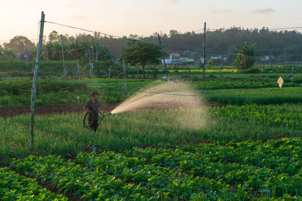 Farmer is watering the vegetable garden in sunset - Khanh Hoa province, central Vietnam