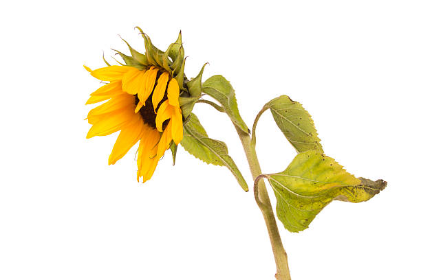Sunflower Droop A droopy old Sunflower - aging/tired concept. wilted plant stock pictures, royalty-free photos & images