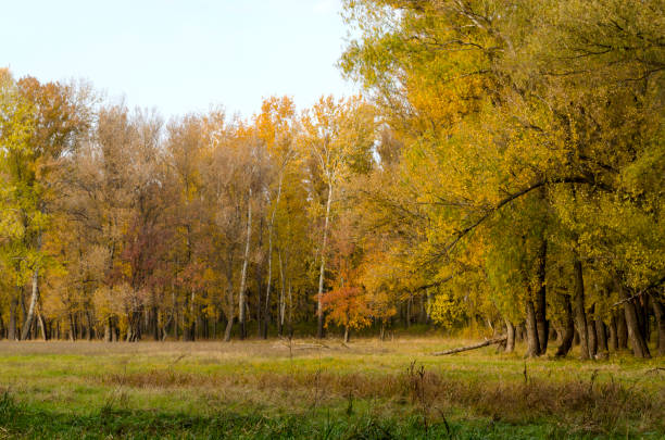 istock Gold autumn. Nature. Forest landscape. 1750348177