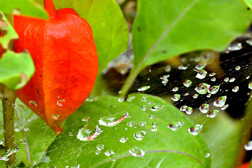 Physalis fruit reflected in drops of water on a spider web. Polis Science Academy Botanical Garden in Powisn
