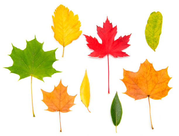Autumn collection of various fallen deciduous trees leaves set for design, multi-colored on a white background isolated.