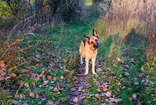 A purebred guard dog stands on a path strewn with autumn leaves