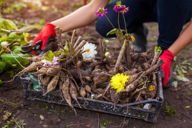 Close up of dahlia tubers in crate with flowers. Gardener dug up cut back plants to prepare bulbs for overwintering. Storing roots. Fall gardening season