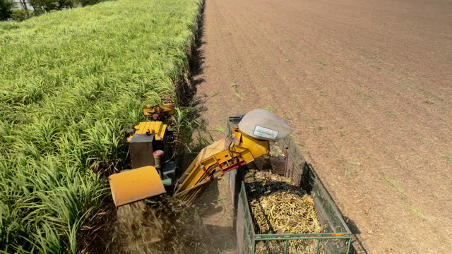 Harvesting a wheat field during a very dry summer season