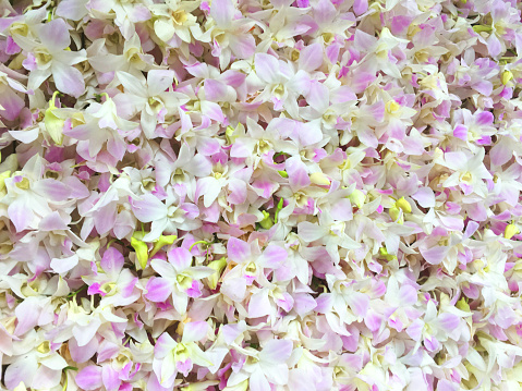 Floral Background. Phalaenopsis orchid (moth orchids) pink and white flowers blooming in the garden. Green orchid leaves.