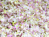 Floral Background. Phalaenopsis orchid (moth orchids) pink and white flowers blooming in the garden. Green orchid leaves