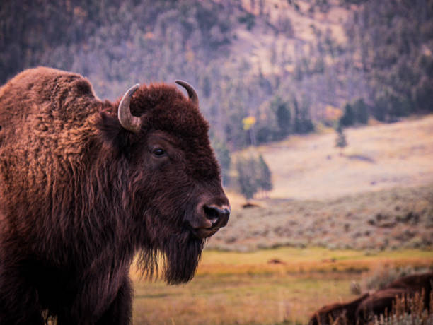 istock Wildlife in Yellowstone 1750389287