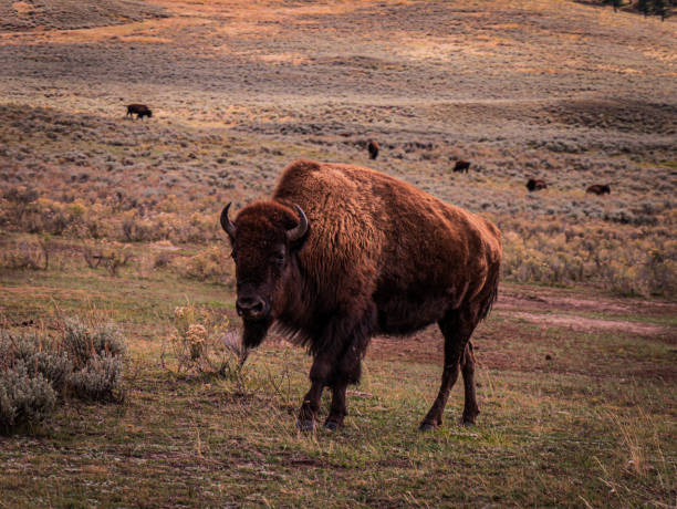 istock Wildlife in Yellowstone 1750390381
