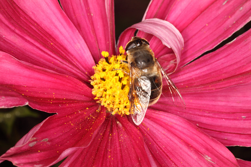 Bumble bee gathers pollen from a dahlia flower
