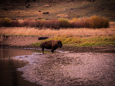 Bison in the Lamar River Valley