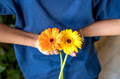 Orange and yellow gerbera flowers blooming in human hand