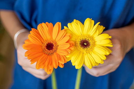 Several colourful gerberas as bouquet