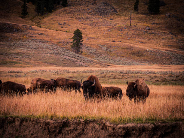 istock Wildlife in Yellowstone 1750395535