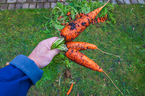 Close-up view of person's hand holding carrot by haulm during autumn harvest