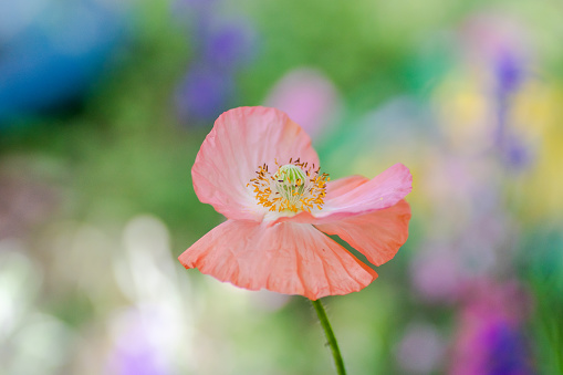 Colorful Poppy Anemone Coronaria in the park to welcome the coming Summer Season