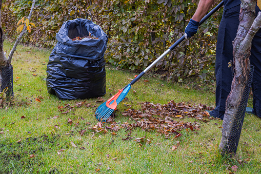 View of person using rake to gather fallen leaves on autumn day in garden, placing them into plastic bag.