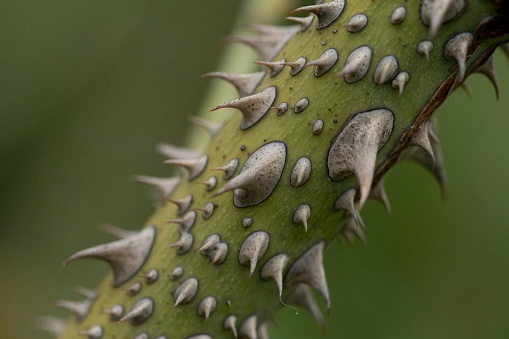 A closeup of a beautiful cactus in a garden