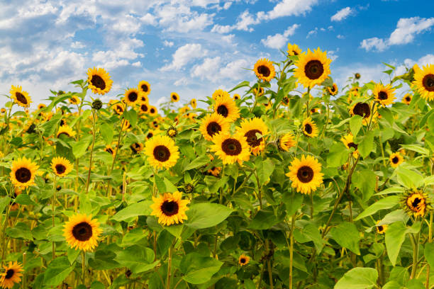 istock Yellow blooming summer sunflower field 1750409136