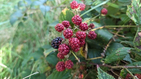 Blackberry fruits on a branch in the garden. Selective focus