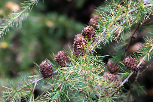 Green pine branch with a few cones in autumn in the Sauerland