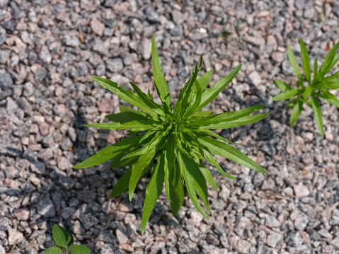Young Erigeron canadensis plants growing in gravel