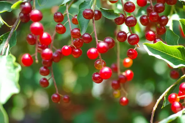 Red berries of Prunus padus (bird cherry, hackberry, hagberry or Mayday tree) on tree branches. Close-up