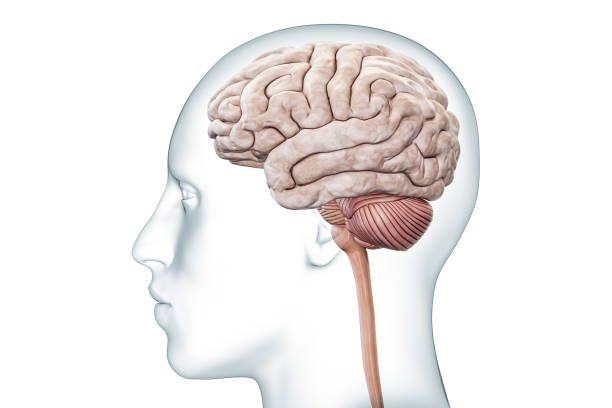 小脳と脳幹のプロファイルビューを持つ人間の脳と体の正確な3dレンダリングイラスト。神経学、神経科学、解剖学、医療図、神経系のコンセプト。 - medulla oblongata ストックフォトと画像