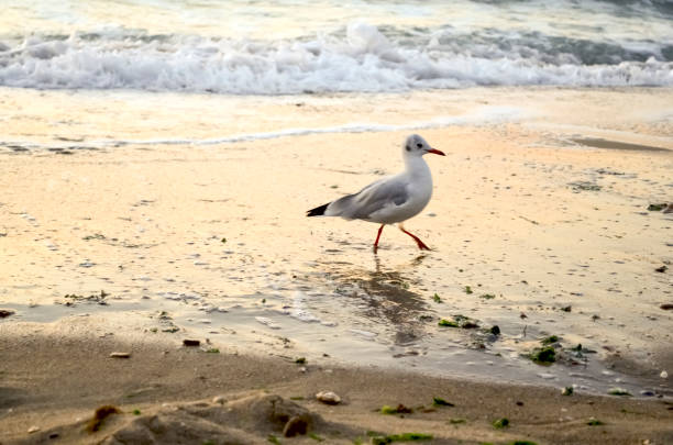 istock A seagull walks along the seashore at dawn 1750419493