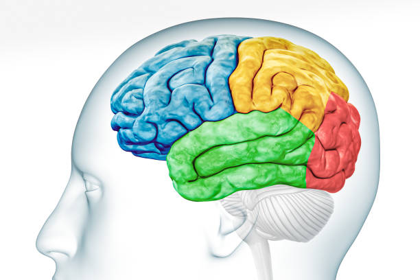 доли коры головного мозга в цветном профиле с телом, изолированным на белом фоне, точная 3d-иллюстрация. анатомия мозга человека, неврология, - lobe стоковые фото и изображения