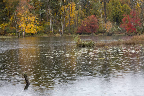 Autumns spectacular colors along marsh on a rainy day.