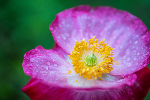 Texas spring wildflowers are colorful, beautiful, sweet scented, poppies, larkspur, pink, purple, white, orange, yellow, wine cup, horsemint, Indian Blanket