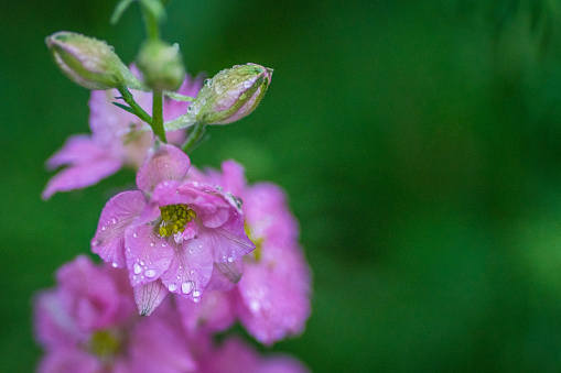 Spring in Texas is a special time of year with the wildflowers bursting into blooms filling everywhere with bright cheerful colors and sweet frangrant.