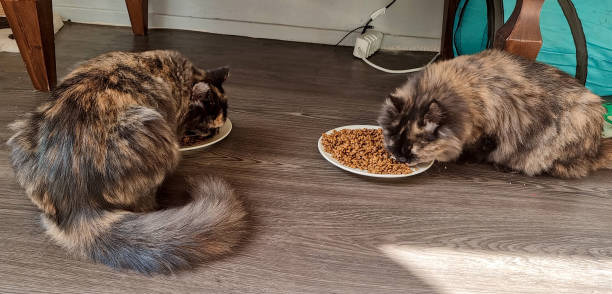 Cats eating food stock photo