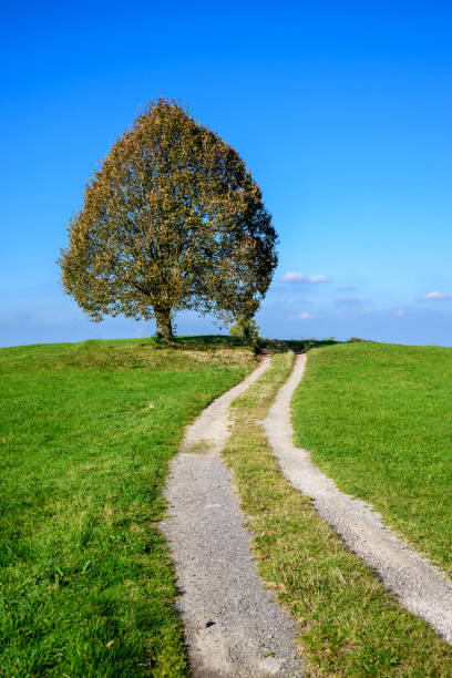 Linde am Feldweg bei Irschenberg, Bayern